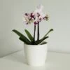 Phalaenopsis 'Alice' 1 Phalaenopsis 'Alice' -Garden Supplies Sales 2024 pl2000047873