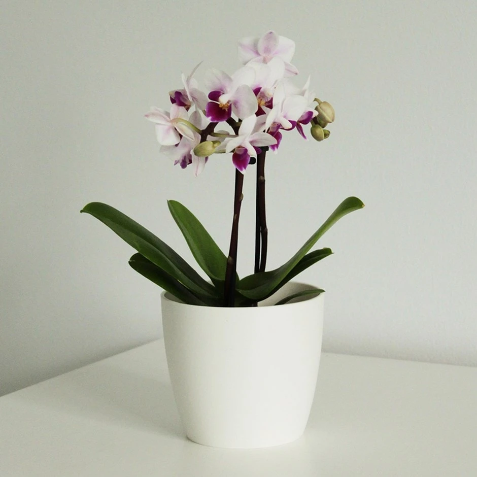 Phalaenopsis 'Alice' 3 Phalaenopsis 'Alice'