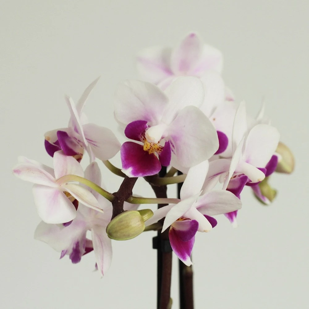 Phalaenopsis 'Alice' 4 Phalaenopsis 'Alice' - Image 2