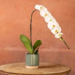 Phalaenopsis 'Formidablo Niagra Falls' -Garden Supplies Sales 2024 pl2000047966 card3 lg