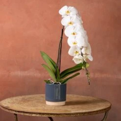 Phalaenopsis 'Formidablo Niagra Falls' -Garden Supplies Sales 2024 pl2000047966 card4 lg
