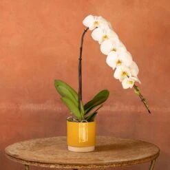 Phalaenopsis 'Formidablo Niagra Falls' -Garden Supplies Sales 2024 pl2000047966 card5 lg