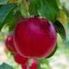 Apple 'Idared' -Garden Supplies Sales 2024 pl2000048047