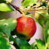 Apple 'Jonagold' 2 Apple 'Jonagold' -Garden Supplies Sales 2024 pl2000048048