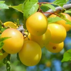 Plum 'Coe's Golden Drop'