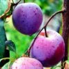 Plum 'Herman' 2 Plum 'Herman' -Garden Supplies Sales 2024 pl2000048053