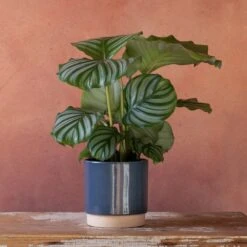 Goeppertia Orbifolia -Garden Supplies Sales 2024 pl2000048186 card4 lg