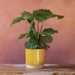 Goeppertia Orbifolia -Garden Supplies Sales 2024 pl2000048186 card5 lg