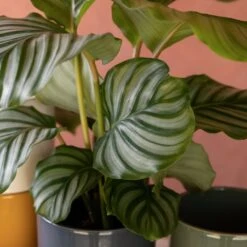 Goeppertia Orbifolia -Garden Supplies Sales 2024 pl2000048186 card6 lg