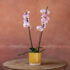 Phalaenopsis 'Pink Clouds' -Garden Supplies Sales 2024 pl2000048226 card5 lg