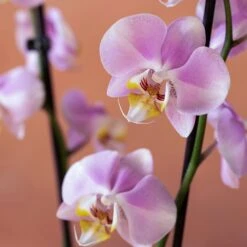 Phalaenopsis 'Pink Clouds' -Garden Supplies Sales 2024 pl2000048226 card6 lg