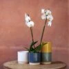 Phalaenopsis 'Inverness' -Garden Supplies Sales 2024 pl2000048227