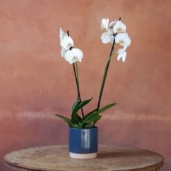 Phalaenopsis 'Inverness' -Garden Supplies Sales 2024 pl2000048227 card4 lg