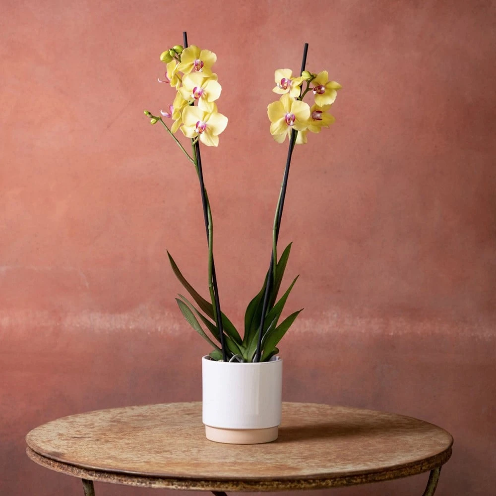 Phalaenopsis 'Modena' 4 Phalaenopsis 'Modena' - Image 2