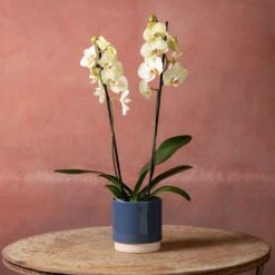 Phalaenopsis 'Volterra' -Garden Supplies Sales 2024 pl2000048229 card4 lg