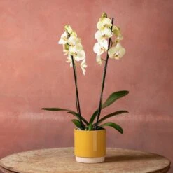 Phalaenopsis 'Volterra' -Garden Supplies Sales 2024 pl2000048229 card5 lg