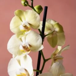Phalaenopsis 'Volterra' -Garden Supplies Sales 2024 pl2000048229 card6 lg