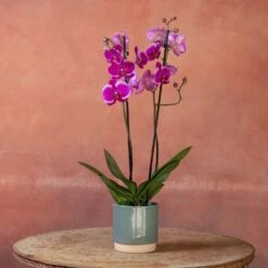 Phalaenopsis 'Durban' -Garden Supplies Sales 2024 pl2000048231 card3 lg