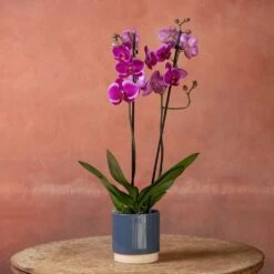 Phalaenopsis 'Durban' -Garden Supplies Sales 2024 pl2000048231 card4 lg
