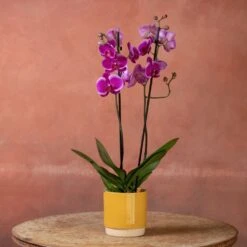 Phalaenopsis 'Durban' -Garden Supplies Sales 2024 pl2000048231 card5 lg
