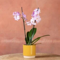 Phalaenopsis 'Milwaukee' -Garden Supplies Sales 2024 pl2000048233 card5 lg