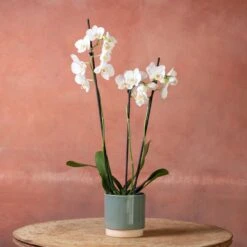Phalaenopsis 'Folkestone' -Garden Supplies Sales 2024 pl2000048234 card3 lg
