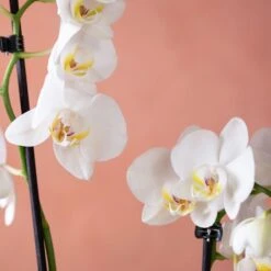 Phalaenopsis 'Folkestone' -Garden Supplies Sales 2024 pl2000048234 card6 lg