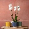 Phalaenopsis 'Dover' -Garden Supplies Sales 2024 pl2000048235
