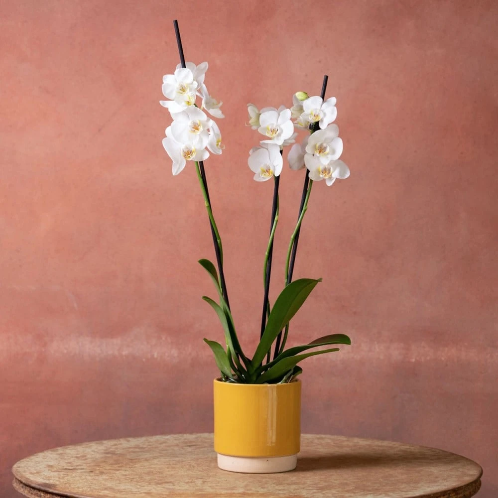 Phalaenopsis 'Dover' 7 Phalaenopsis 'Dover' - Image 5