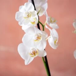 Phalaenopsis 'Dover' 13 Phalaenopsis 'Dover' -Garden Supplies Sales 2024 pl2000048235 card6 lg