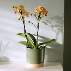 Phalaenopsis 'El Paso' -Garden Supplies Sales 2024 pl2000048237 card3 lg