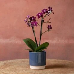 Phalaenopsis 'Hornglin Vicky' -Garden Supplies Sales 2024 pl2000048239 card4 lg