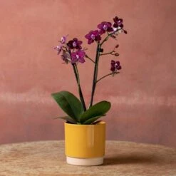 Phalaenopsis 'Hornglin Vicky' -Garden Supplies Sales 2024 pl2000048239 card5 lg