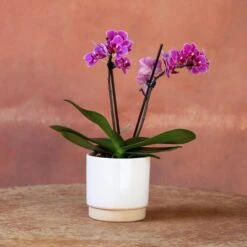 Phalaenopsis 'Perceval' 9 Phalaenopsis 'Perceval' -Garden Supplies Sales 2024 pl2000048240 card2 lg