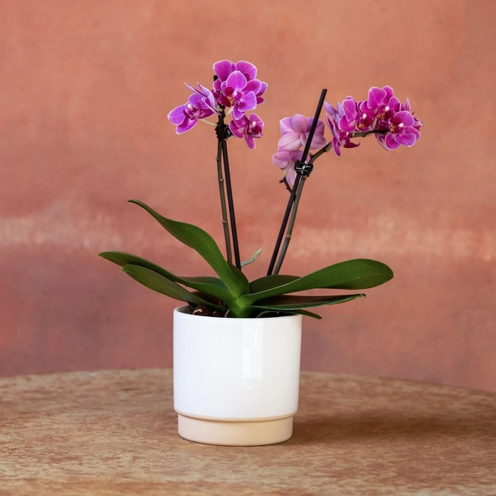 Phalaenopsis 'Perceval' 4 Phalaenopsis 'Perceval' - Image 2