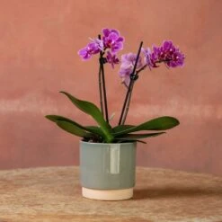 Phalaenopsis 'Perceval' 10 Phalaenopsis 'Perceval' -Garden Supplies Sales 2024 pl2000048240 card3 lg