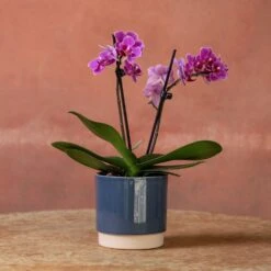Phalaenopsis 'Perceval' 11 Phalaenopsis 'Perceval' -Garden Supplies Sales 2024 pl2000048240 card4 lg
