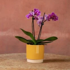 Phalaenopsis 'Perceval' 12 Phalaenopsis 'Perceval' -Garden Supplies Sales 2024 pl2000048240 card5 lg