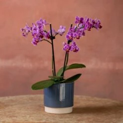 Phalaenopsis 'Take Five' -Garden Supplies Sales 2024 pl2000048241 card4 lg