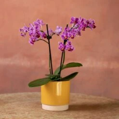 Phalaenopsis 'Take Five' -Garden Supplies Sales 2024 pl2000048241 card5 lg