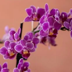 Phalaenopsis 'Take Five' -Garden Supplies Sales 2024 pl2000048241 card6 lg