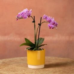 Phalaenopsis 'Pink Veins' -Garden Supplies Sales 2024 pl2000048242 card4 lg