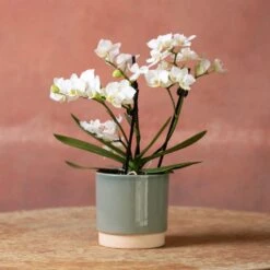 Phalaenopsis 'Zurich' -Garden Supplies Sales 2024 pl2000048245 card3 lg