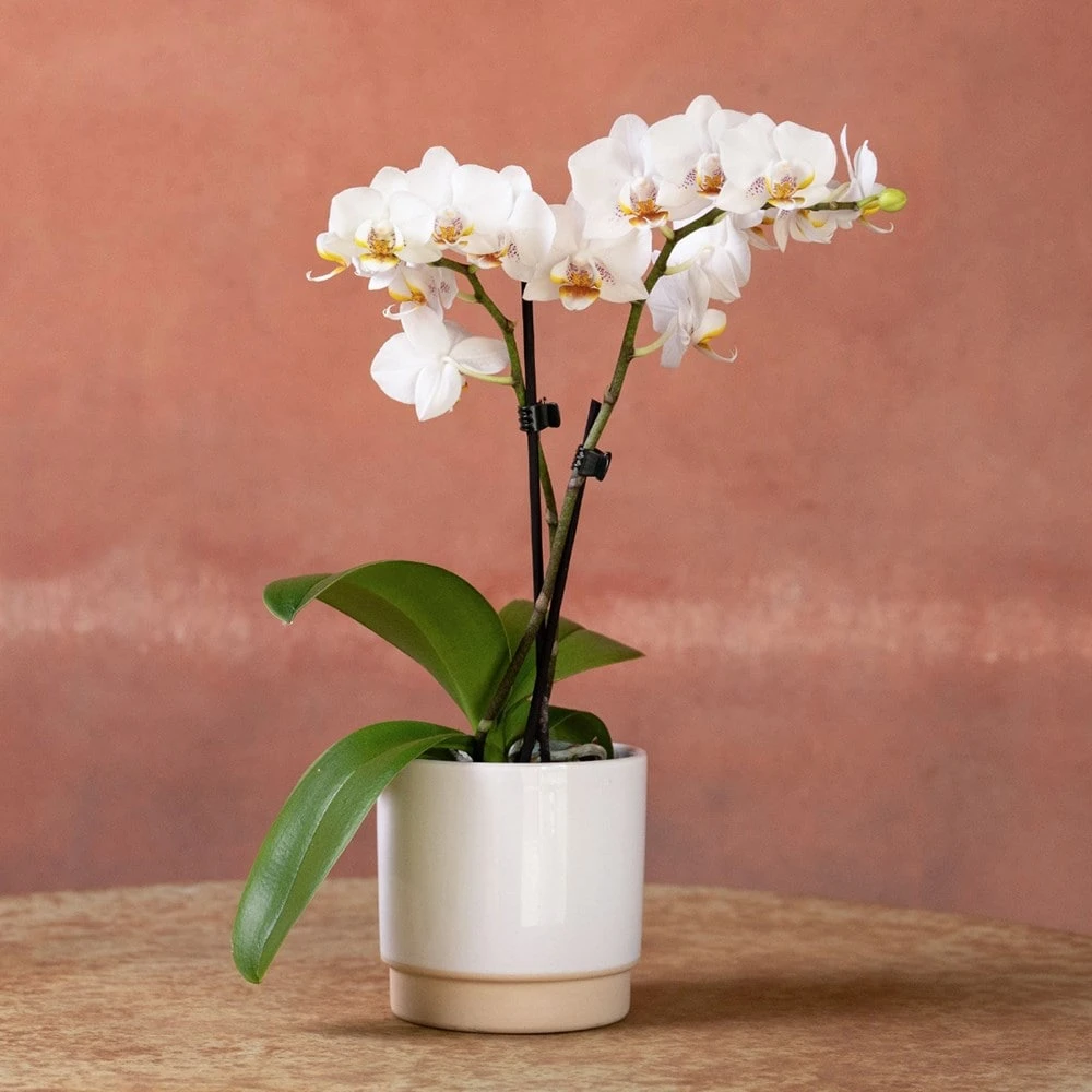 Phalaenopsis 'Puppy' 4 Phalaenopsis 'Puppy' - Image 2