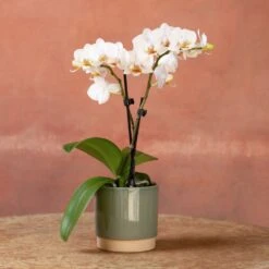 Phalaenopsis 'Puppy' 10 Phalaenopsis 'Puppy' -Garden Supplies Sales 2024 pl2000048247 card3 lg
