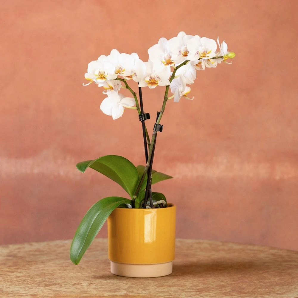 Phalaenopsis 'Puppy' 7 Phalaenopsis 'Puppy' - Image 5