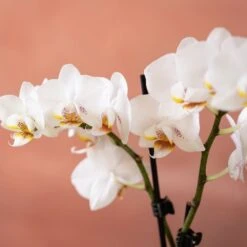 Phalaenopsis 'Puppy' 13 Phalaenopsis 'Puppy' -Garden Supplies Sales 2024 pl2000048247 card6 lg