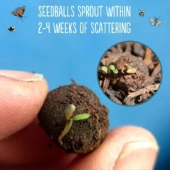 Seedballs Native Wildflowers For Wildlife -Garden Supplies Sales 2024 pl2000048352 card5 lg