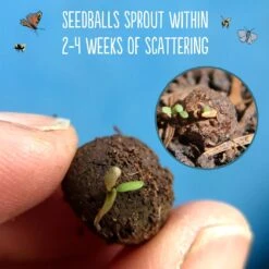 Seedballs Native Annual Wildflowers -Garden Supplies Sales 2024 pl2000048353 card5 lg