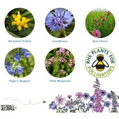 Seedballs Bee Matchboxes -Garden Supplies Sales 2024 pl2000048431 card4 lg